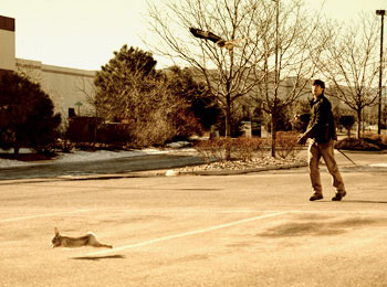 A Falcon After Its Prey Small Image