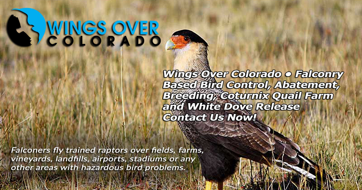 Wings Over ColoradoWings Over Colorado • Breeding Birds-of-Prey