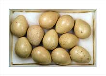 Chukar Partridge Eggs