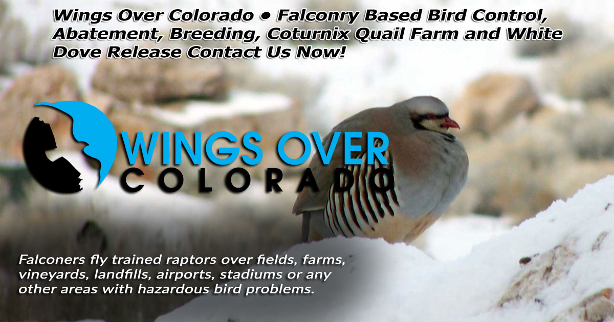 Wings Over ColoradoWings Over Colorado • Breeding Birds-of-Prey