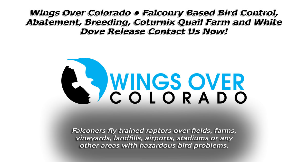 Wings Over ColoradoWings Over Colorado • Breeding Birds-of-Prey