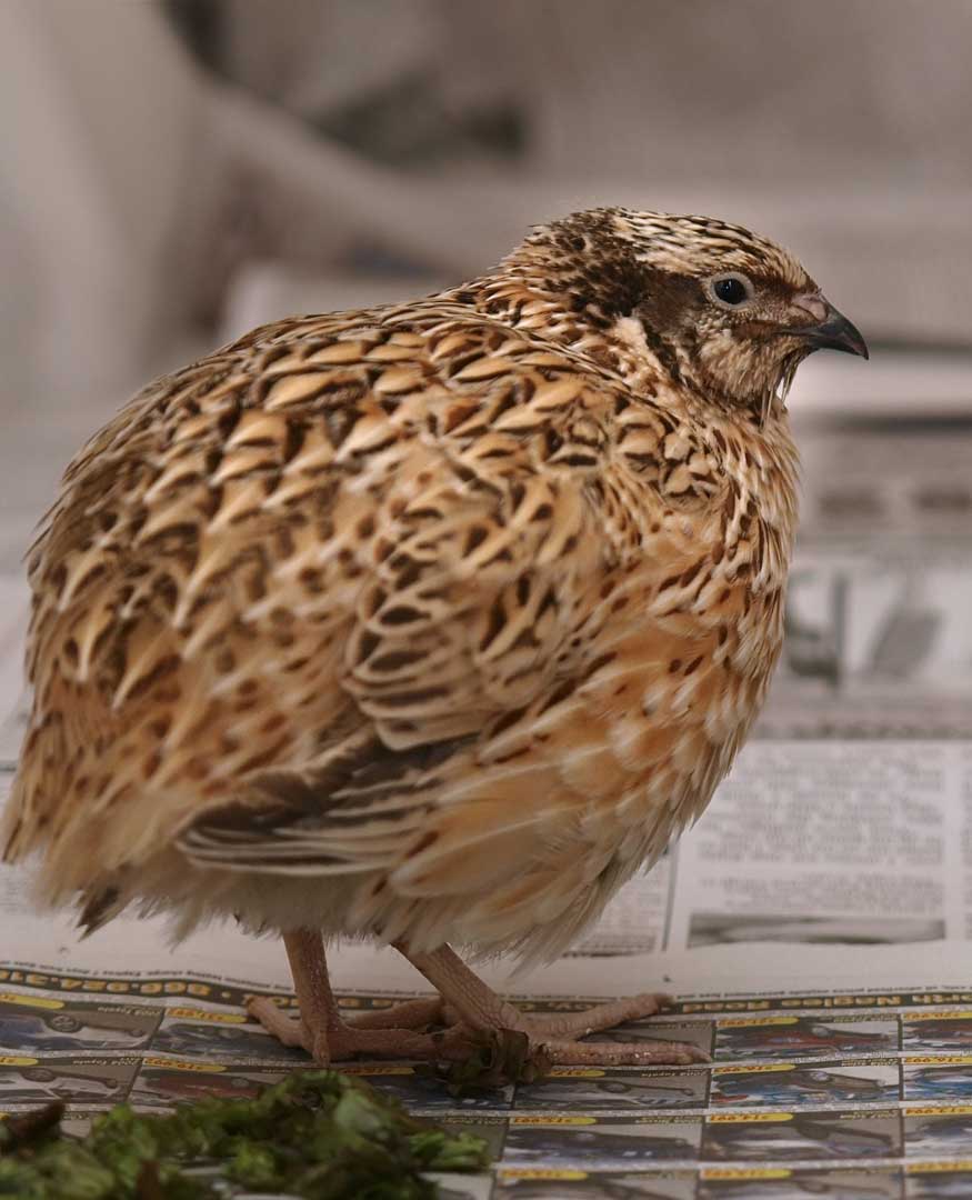 coturnix quail