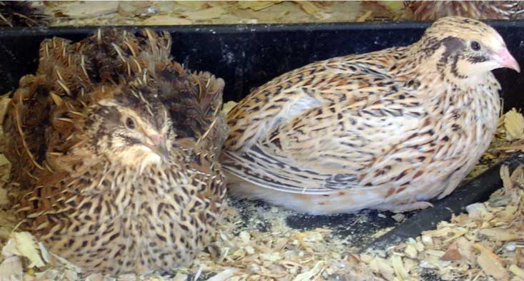 Quail (Processing)