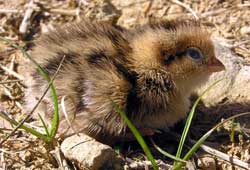 Coturnix Quail Chick