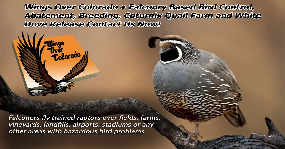 Wings Over ColoradoWings Over Colorado • Breeding Birds-of-Prey