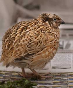 Coturnix Quail