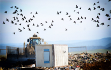 Crows at Abatement Job