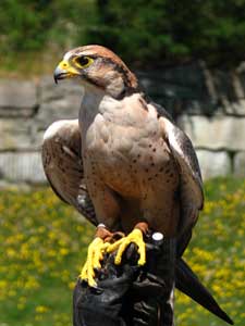 Falco Biarmicus Domesticated