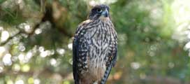 New Zealand Falcon