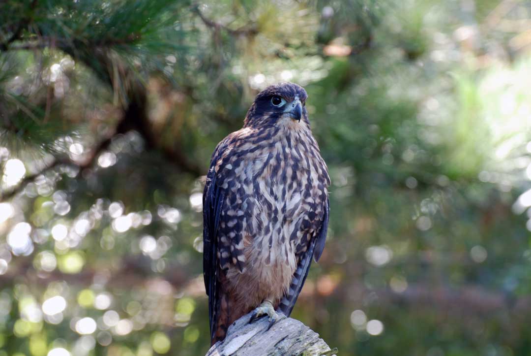 Wings Over ColoradoWings Over Colorado • Breeding Birds-of-Prey