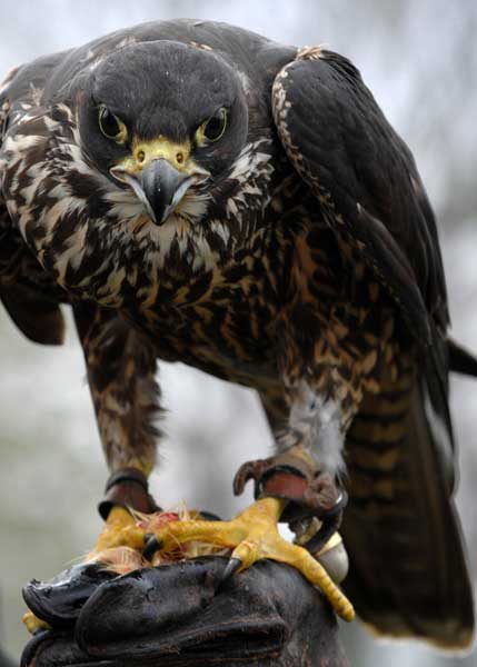 Wings Over ColoradoWings Over Colorado • Breeding Birds-of-Prey