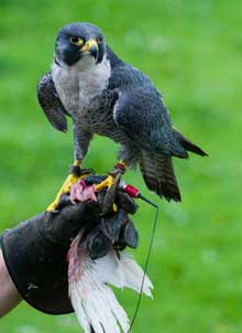 Peregrine Falcon (Falco-Peregrinus) In Training