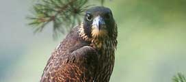 Peregrine Falcon