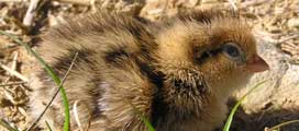 Quail Chick