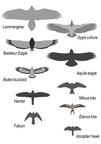 Raptorial Identifier