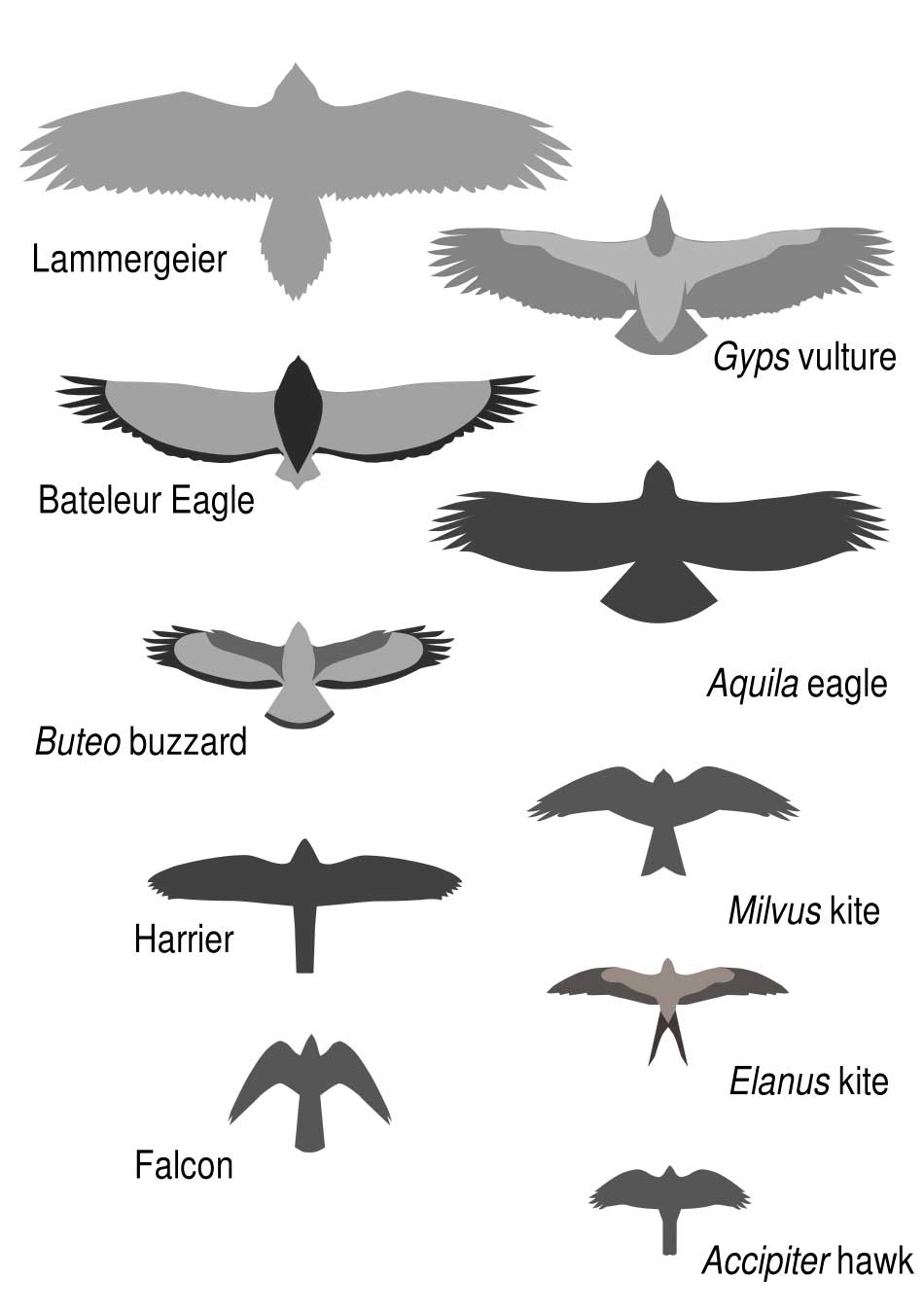 How to identify birds of prey