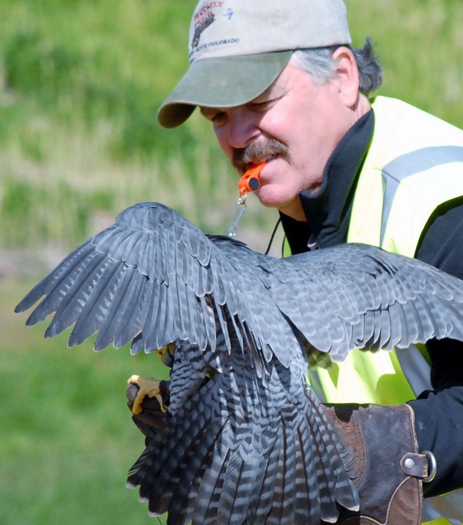 Wings Over ColoradoWings Over Colorado • Breeding Birds-of-Prey