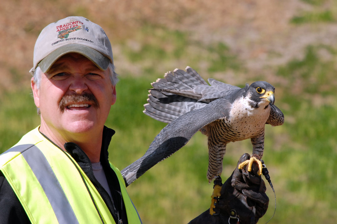 Wings Over ColoradoWings Over Colorado • Breeding Birds-of-Prey