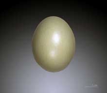 Ring Necked Pheasant Egg