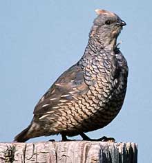 Scaled Quail