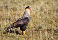 Southern Caracara