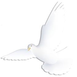 White Dove