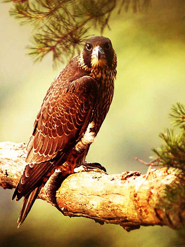 Wings Over ColoradoWings Over Colorado • Breeding Birds-of-Prey