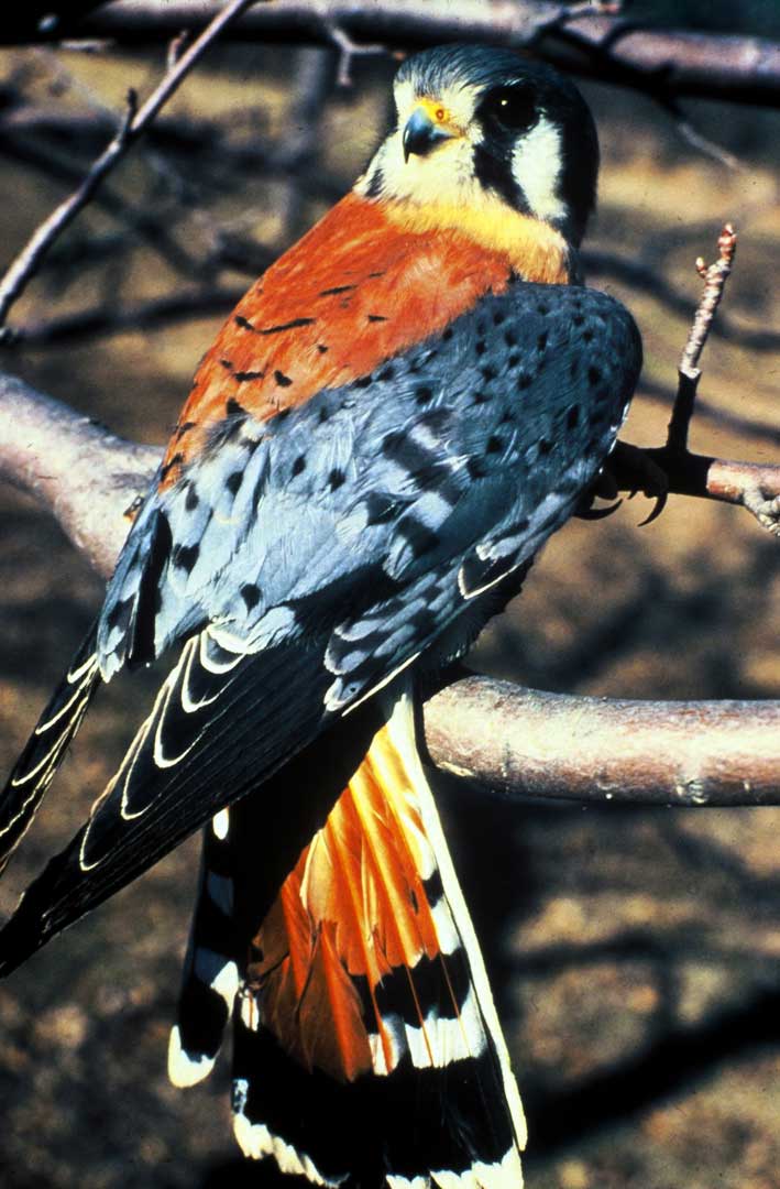 Wings Over ColoradoWings Over Colorado • Breeding Birds-of-Prey