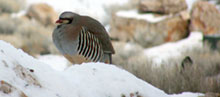 Chukar Bird