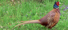 Common Pheasant