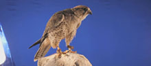 Falcon Takes Off From Its Perch